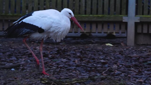 Close up of storks in autumn eating chicks in a backyard on a cloudy day.