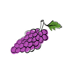 Fototapeta premium Minimalist grape bunch illustration with clean linear shapes and a fresh purple accent. Works well for wine labels, vineyard branding, menus, packaging