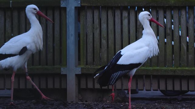 Close up of storks in autumn eating chicks in a backyard on a cloudy day.