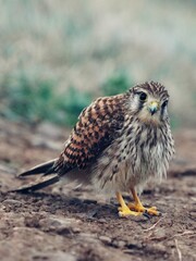 red tailed young hawk