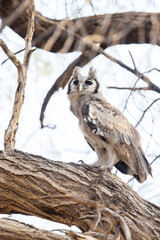 Large Verreaux's eagle-owl, also known as the Milky eagle owl standing on an old tree in a savannah near Savuti in Chobe National Park, Botswana