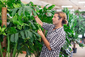 Interested experienced plant lover inspecting large glossy heart-shaped green leaves of Monstera...