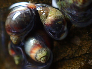 Small periwinkle (Melarhaphe neritoides) during low tide in the littoral zone, Ligurian Sea, Italy, Imperia