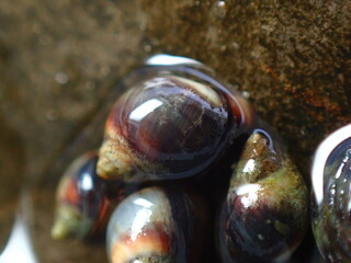 Small periwinkle (Melarhaphe neritoides) during low tide in the littoral zone, Ligurian Sea, Italy, Imperia