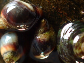 Small periwinkle (Melarhaphe neritoides) during low tide in the littoral zone, Ligurian Sea, Italy, Imperia