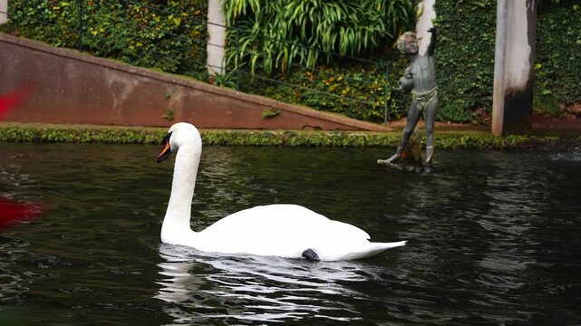 A white mute swan glides on a dark garden pond in Funchal, Madeira. A stone terrace, an ivy clad wall, a small fountain, and a bronze child statue frame the scene.