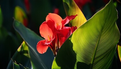 Vibrant Red Canna Lily Flowers And Large Green Leaves Are Beautifully Backlit By The Sun The Glowing Foliage Contrasts With The Dark Blurred Background Highlighting The Plant S Tropical Beauty