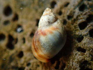 Small periwinkle (Melarhaphe neritoides) during low tide in the littoral zone, Ligurian Sea, Italy, Imperia