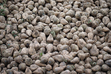 Sugar beets forming a large pile after harvest, ready for processing