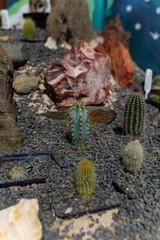 A walk through the botanical garden on a sunny summer day. Plants grown in a greenhouse under comfortable conditions, cared for by the garden staff.a cactus growing among small stones
