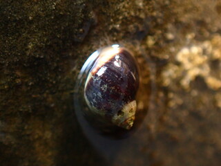 Small periwinkle (Melarhaphe neritoides) during low tide in the littoral zone, Ligurian Sea, Italy, Imperia