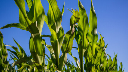 Cornfield Under a Clear Blue Sky