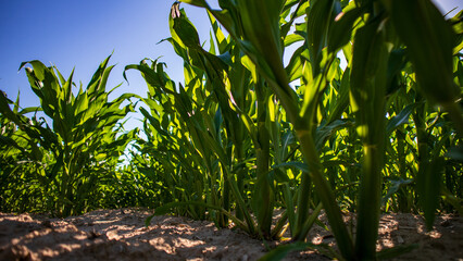 Fototapeta premium Vibrant Green Cornfield Under Clear Sky