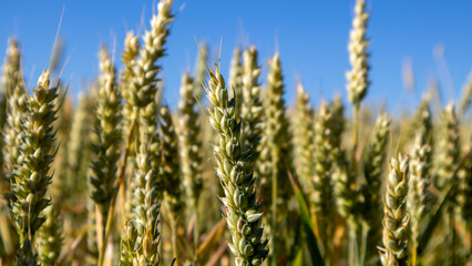 Fototapeta premium Wheat Field Under Clear Blue Sky
