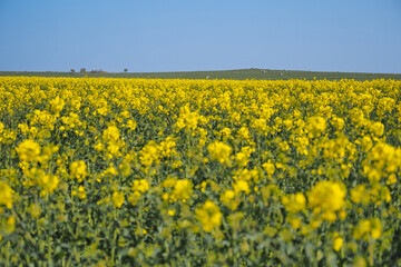 Fototapeta premium View from the Ridgeway looking across the yellow rapeseed flowers in Spring to Fyfield Down and its sarsen stones, Wiltshire, UK