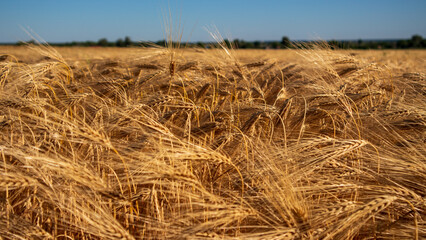 Golden Fields of Ripe Wheat Sway Gently