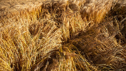 Golden Wheat Field Ready