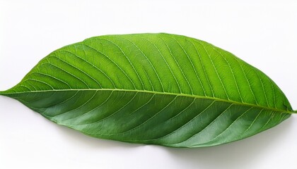 Natural Green Leaves White Background
