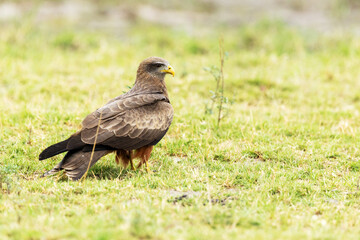 Yellow-billed kite standing and looking around on grass in Moremi Game Reserve in Botswana