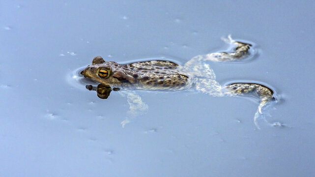 A toad swimming in the water in spring during spawning season. Common toad or European toad (Bufo bufo).