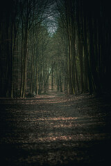 Fototapeta premium Dark moody forest path leading through tall trees creating natural tunnel with atmospheric light in mystical woodland landscape