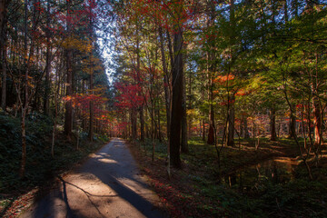 Forest Road with Vibrant Fall Colors &ndash; Okuni Shrine, Enshu Morimachi