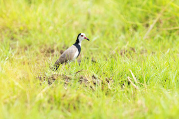 Long-toed lapwing standing still on a lush river bank in Okavango delta, Moremi Game Reserve in Botswana