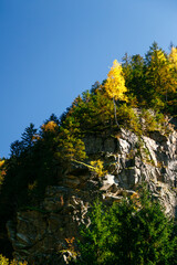Golden autumn tree growing on cliff edge in forest against vibrant blue sky. Transfagarasan Highway, Romania