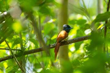 African paradise flycatcher perched on a lush tree in Moremi Game Reserve, Botswana