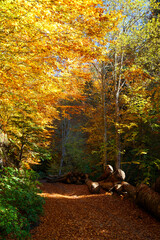 Autumn sunny quiet forest trail covered in golden leaves. Fagaras mountains. Transfagarasan Highway, Romania