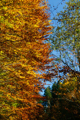 Golden autumn treetops glowing under clear blue sky in Transfagarasan forest. Vibrant seasonal foliage ideal for backgrounds, nature themes, banners. Transfagarasan Highway, Romania
