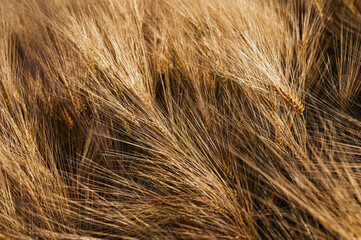Close-up texture of ripe golden wheat ears in a field. Yellow grain spikes background. Agriculture harvest season, organic farming and bread production concept