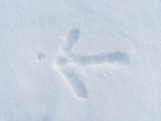 Close up of a wild turkey foot print in the snow