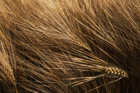 Golden barley ears blowing in wind close-up. Ripe yellow wheat spikes texture in sunlight. Agriculture harvest field background and organic farming concept