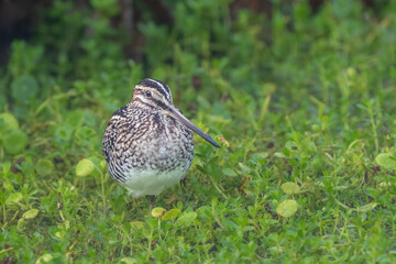 wilson snipe bird
