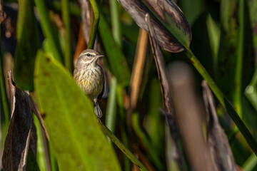 bird on a branch