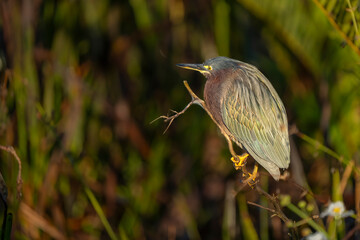 green heron on the grass