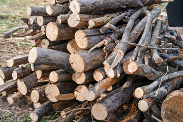 Large stack of freshly cut tree logs piled outdoors on dry grass with visible wood texture, annual rings and bark details under natural daylight in rural forest area
