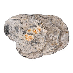 Closed raw oyster isolated on white background. Delicacy food. © Svetlana