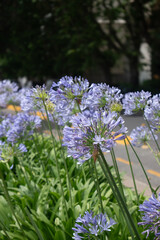 Purple agapanthus flowers blooming in a sunny garden with soft greenery and a blurred street background