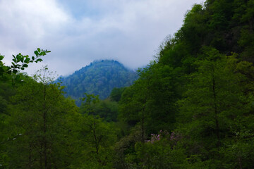 Fototapeta premium Majestic Turkish mountain summit peaks through the dense, atmospheric fog. showcasing a vibrant, lush green forest descending into deep shadows and darkness. Great for nature backgrounds.