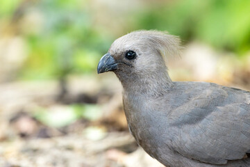 Closeup of a Grey go-away-bird in a dry savannah in Moremi Game Reserve, Botswana