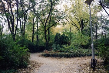 grove in a park on the Margaret Island in Budapest