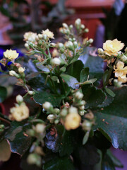 flowering kalanchoe yellow flowers scient. class. Saxifragales C