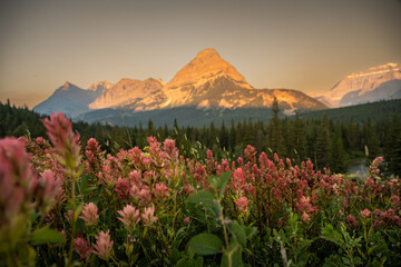 Morning Light Warms The Belly River Valley And A Patch Of Paintbrush Blooms