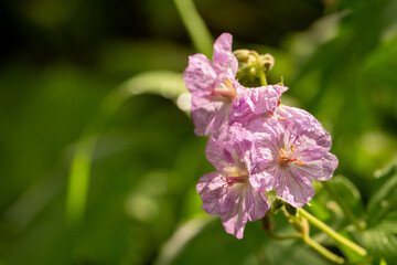 Morning Sun Warms Cluster Of Geranium Blooms Covered In Dew