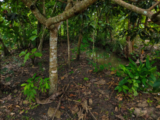 Beautiful country garden with natural fish pond