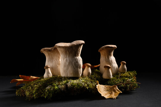 Moss, dried leaves and fresh mushrooms on black grunge background, closeup