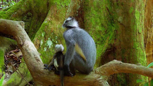 Thomas's leaf langur monkey sitting on tree and looking around. Cute inhabitant of tropical forest, little wild creature. Lovely animal surrounded by jungle thickets