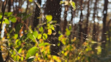 Spiderweb swaying in wind at forest with sunlight at background. Spider builds a cobweb at woodland. Beautiful nature scene on summer park at sunset. Concept of wildlife. Slow motion
